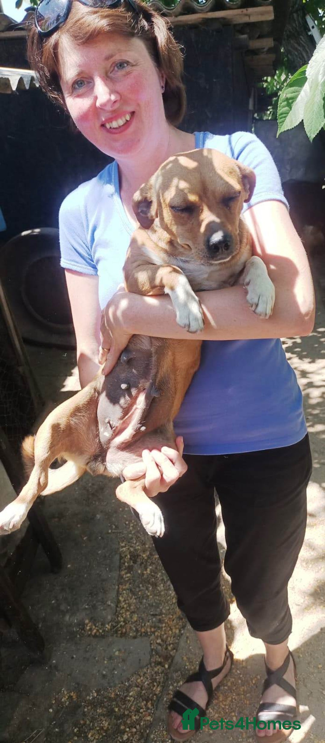 Mixed Breed dogs for adoption: LUCY, a Superb little Girl, for a Loving Home - Image 8