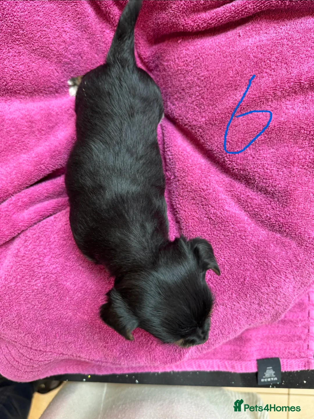 Chorkie dogs for sale: Chorkie Merle puppies ready from 5th March  - Advert 13