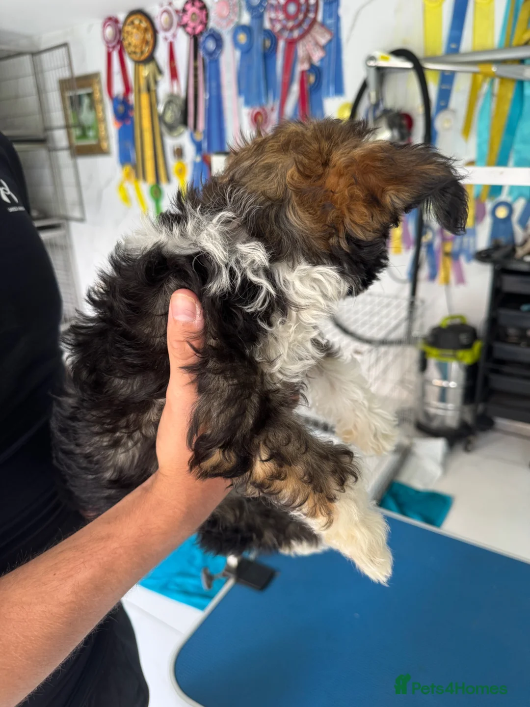 Chinese Crested dogs for sale: Chinese Crested pup in Chelmsford - Advert 12