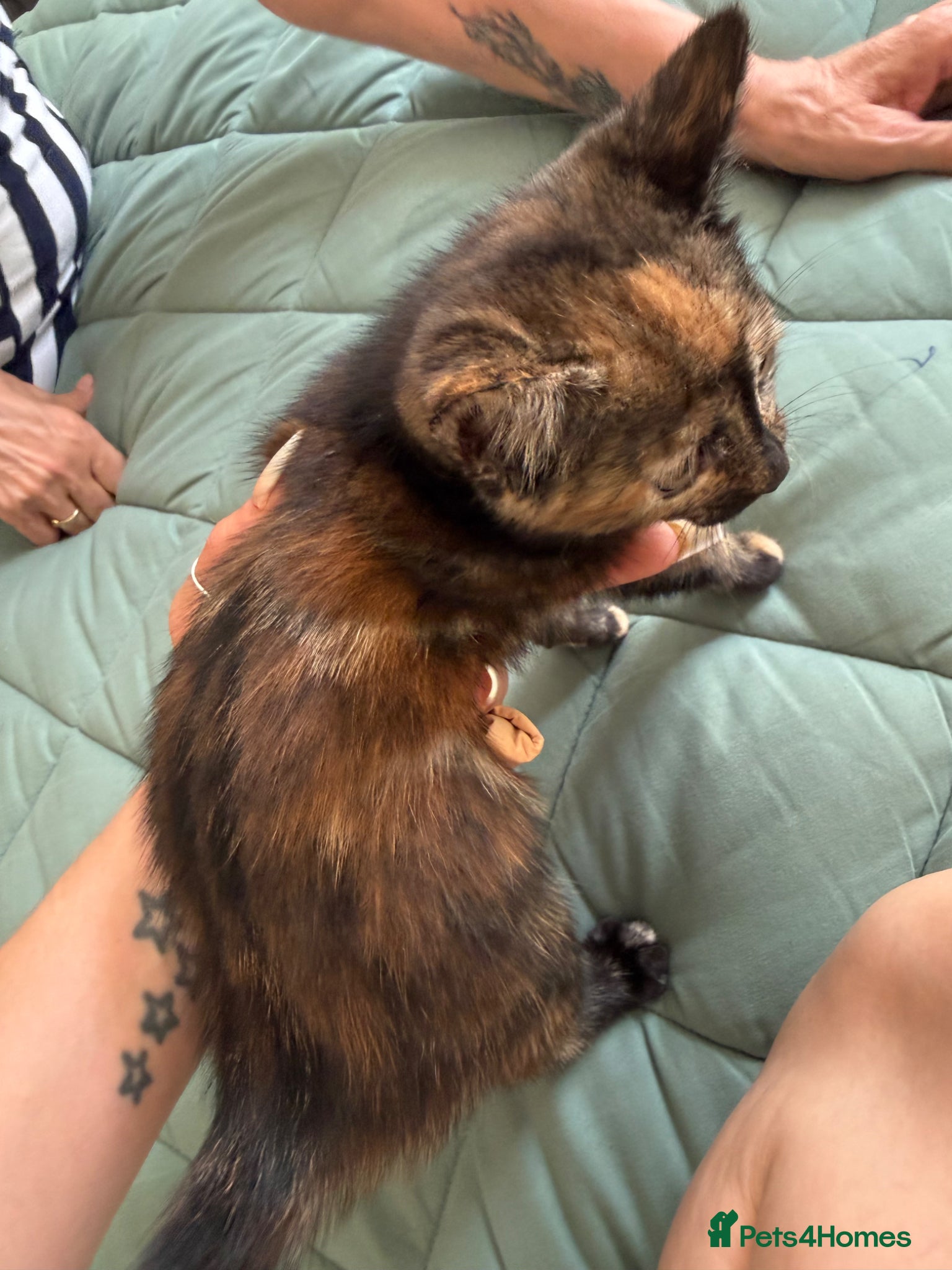 Mixed Breed cats for sale: Kittens for sale READY NOW in Brandon - Advert 22
