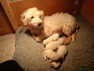 West Highland Terrier dogs 3 beautiful Wesite pups - Advert 1