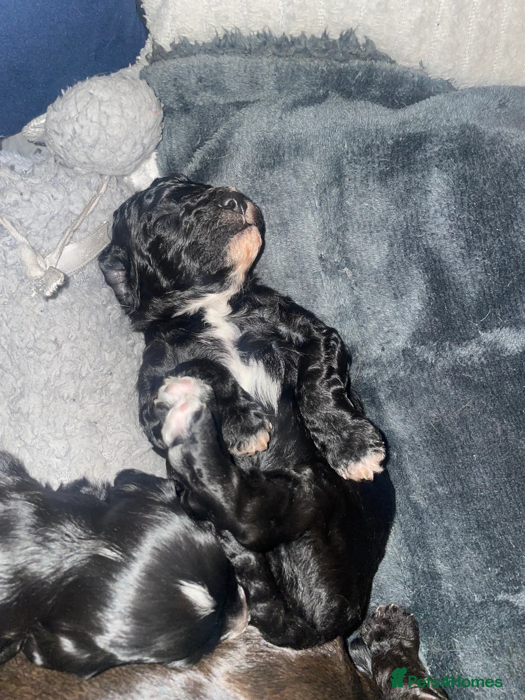 Cavapoo dogs for sale: Beautiful Cavapoo puppies for sale  - Advert 12