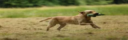 Labrador Retriever dogs for stud: **STANDING AT STUD** FTW Labradors in Stourbridge - Advert 5