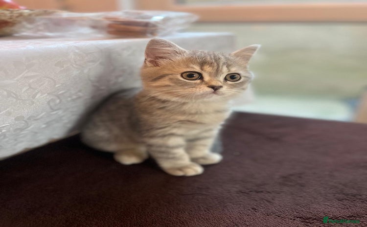 Scottish Fold cats - Advert 4