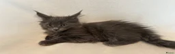Maine Coon cats for sale: Maine Coon Kittens – 4 Available !!! - Advert 7