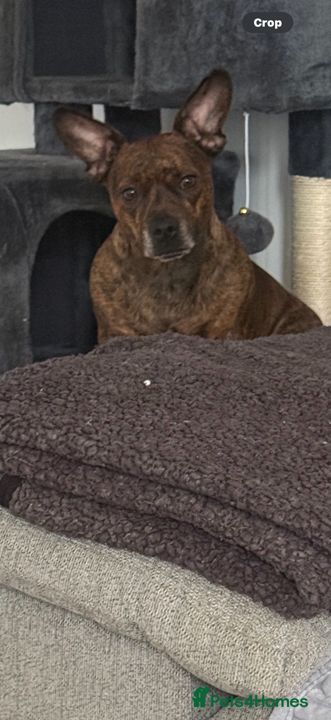 Mixed Breed dogs for sale: Dachshund x staff - Advert 2