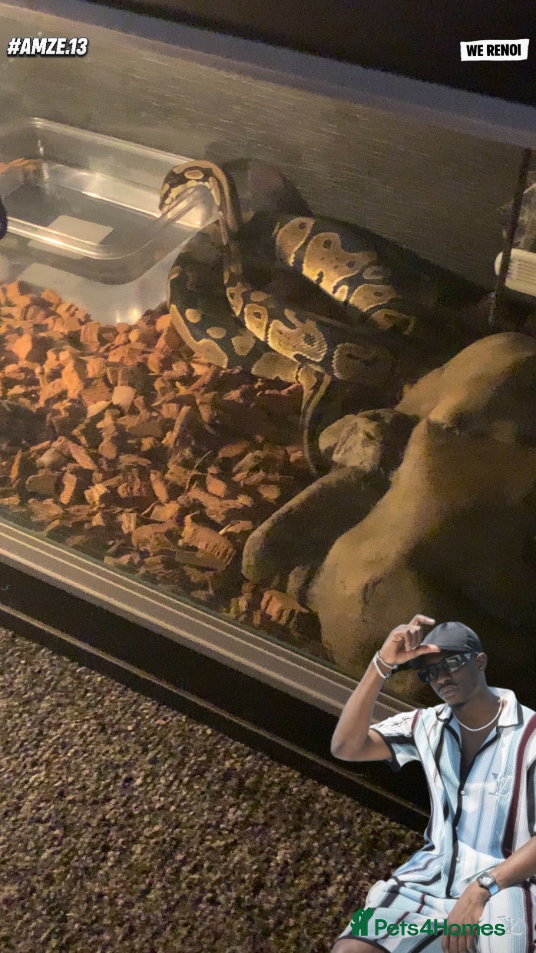 Python Snake reptiles Ball python and viv - Advert 2