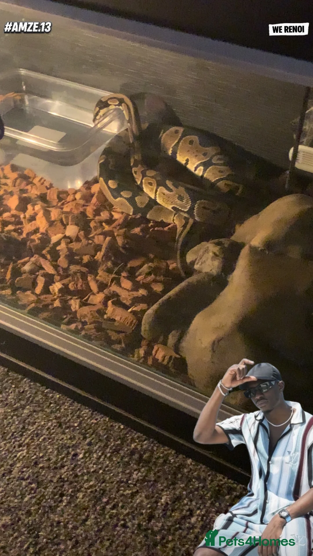 Python Snake reptiles for sale: Ball python and viv in Bilston - Advert 1