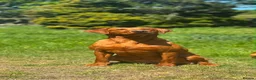 Labrador Retriever dogs for sale: Expressions of Interest - Fox Red Labrador Puppies in Chester - Advert 5