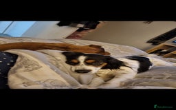 Mixed Breed dogs for sale: 2 female older dogs  - Image 9