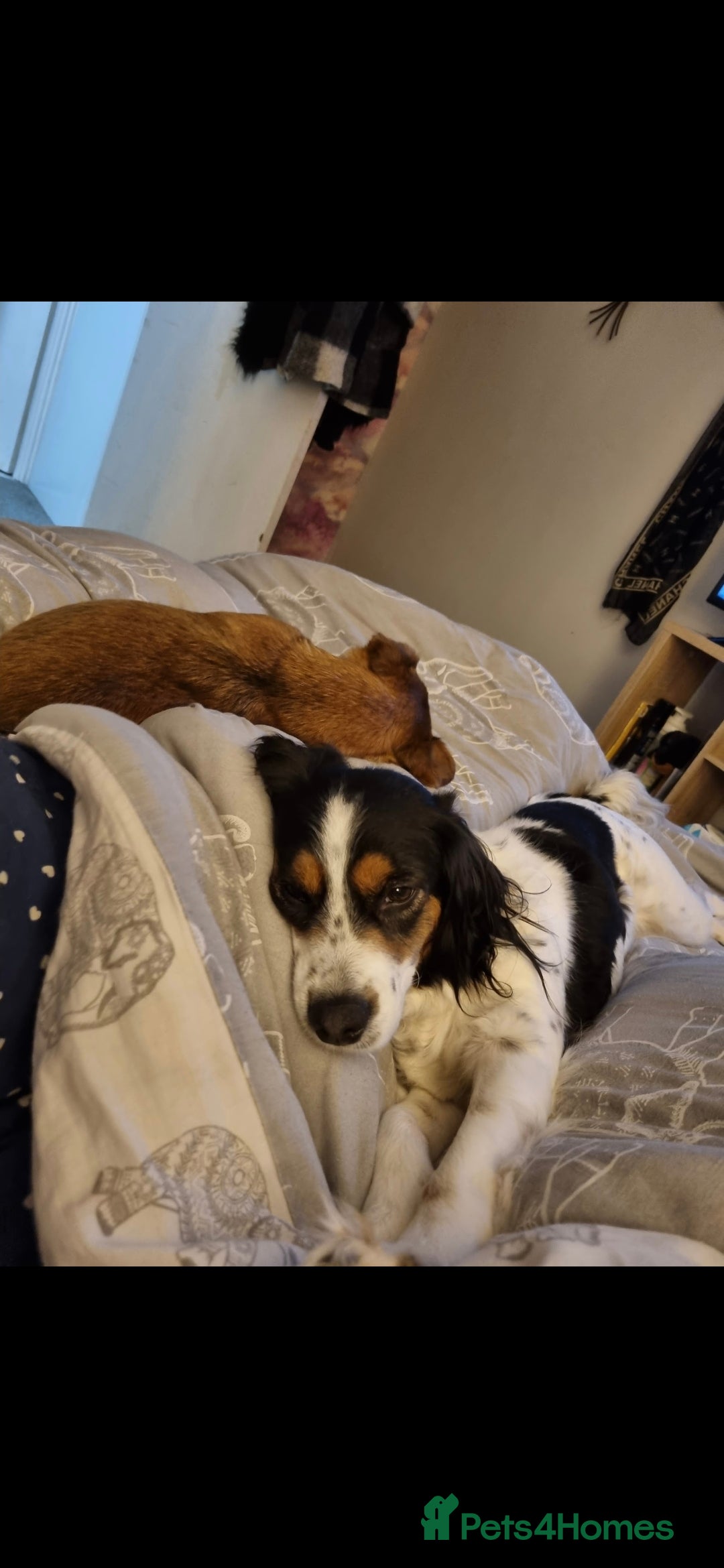 Mixed Breed dogs for sale: 2 female older dogs  - Image 9