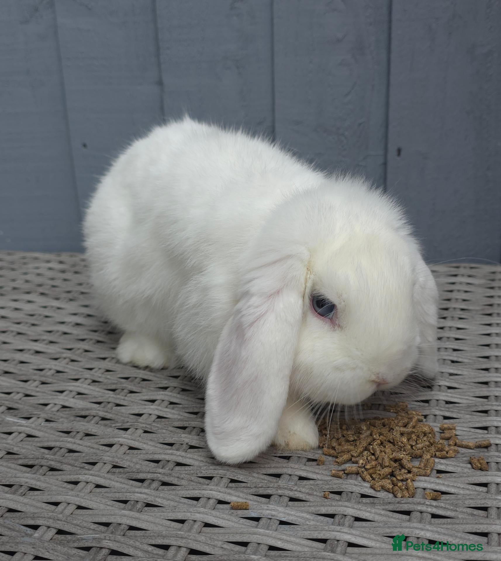 Mini Lop rabbits Blue Eyed White Mini Lop Boy - Advert 11