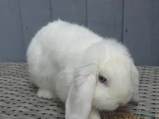 Mini Lop rabbits Blue Eyed White Mini Lop Boy - Advert 11