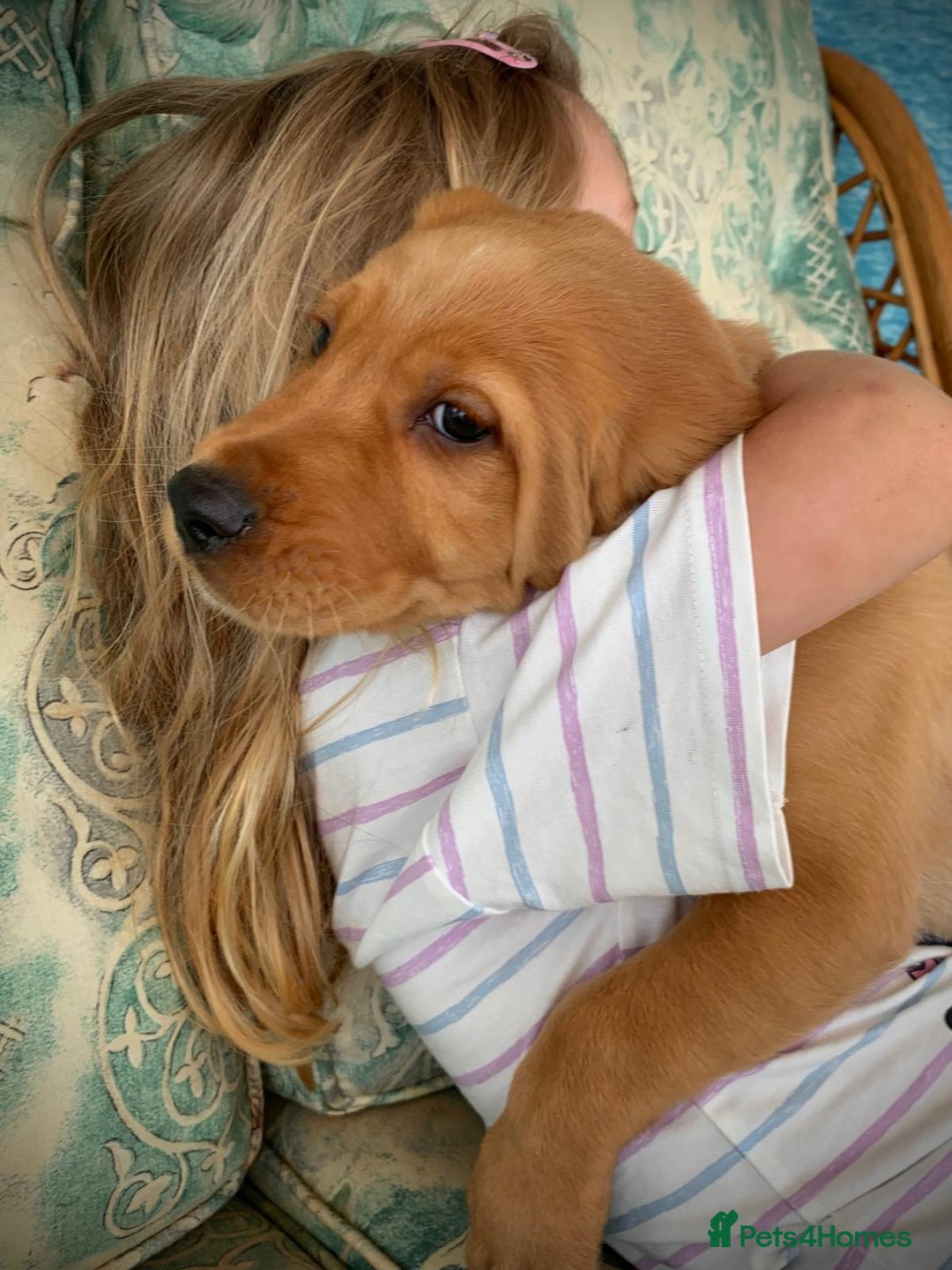 Cockerdor dogs for sale: Beautiful Cockador male puppy - Image 3