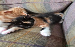 Mixed Breed cats for sale: 3 gorgeous kittens - Image 3