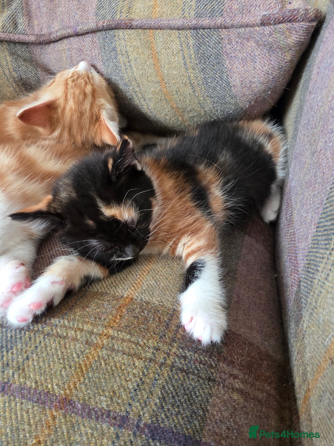 Mixed Breed cats for sale: 3 gorgeous kittens - Image 3
