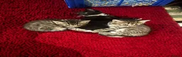 Mixed Breed cats for sale: Beautiful kittens for sale  - Advert 4