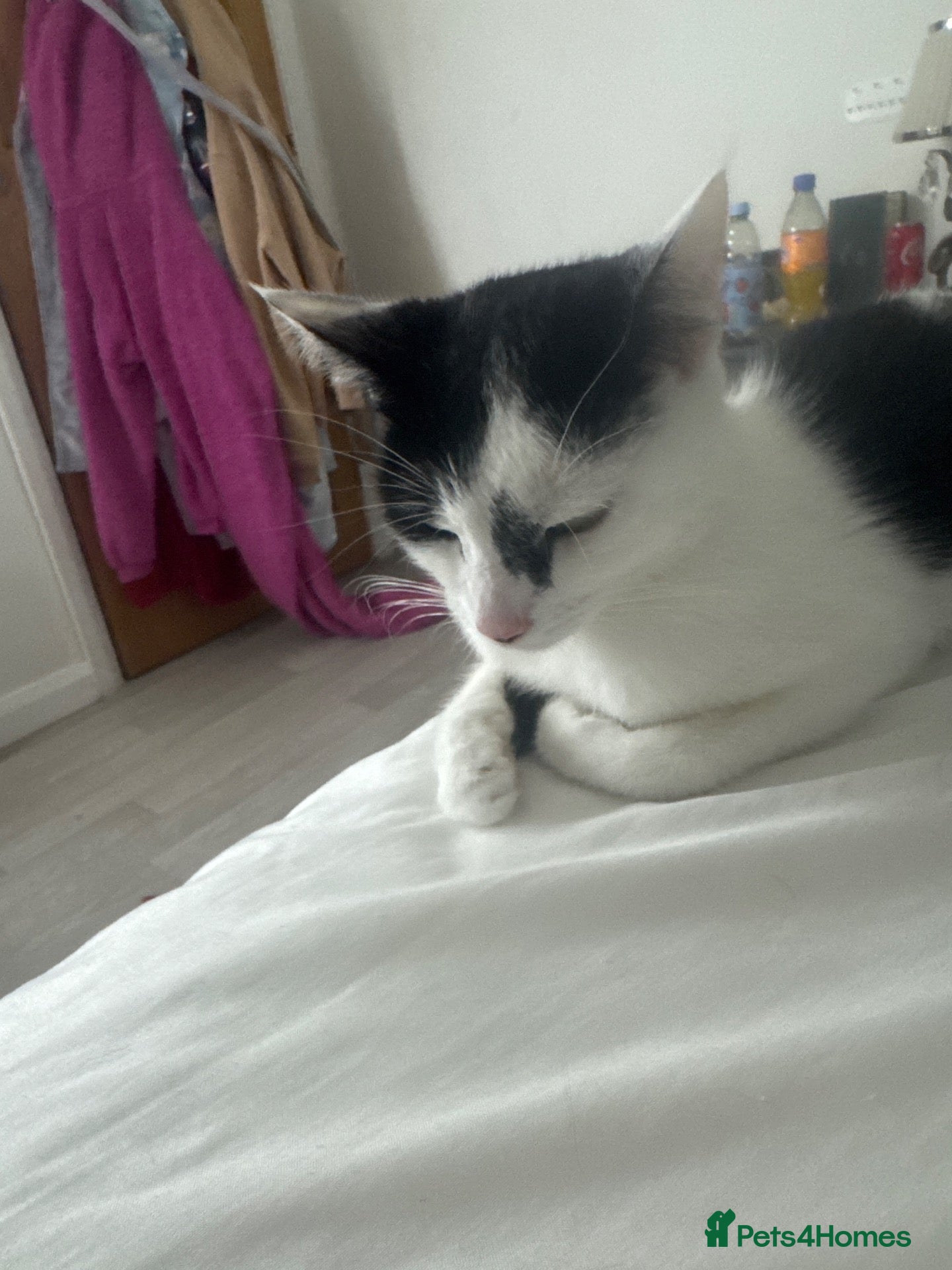 Mixed Breed cats 3 kittens ready to go asap  - Advert 1