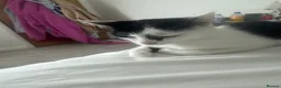 Mixed Breed cats for sale: 3 kittens ready to go asap  in Crumlin - Advert 1