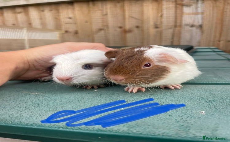 Guinea Pig rodents - Advert 1