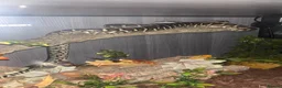 Python Snake reptiles for sale: Bredli python female cb24 in Blackpool - Advert 8