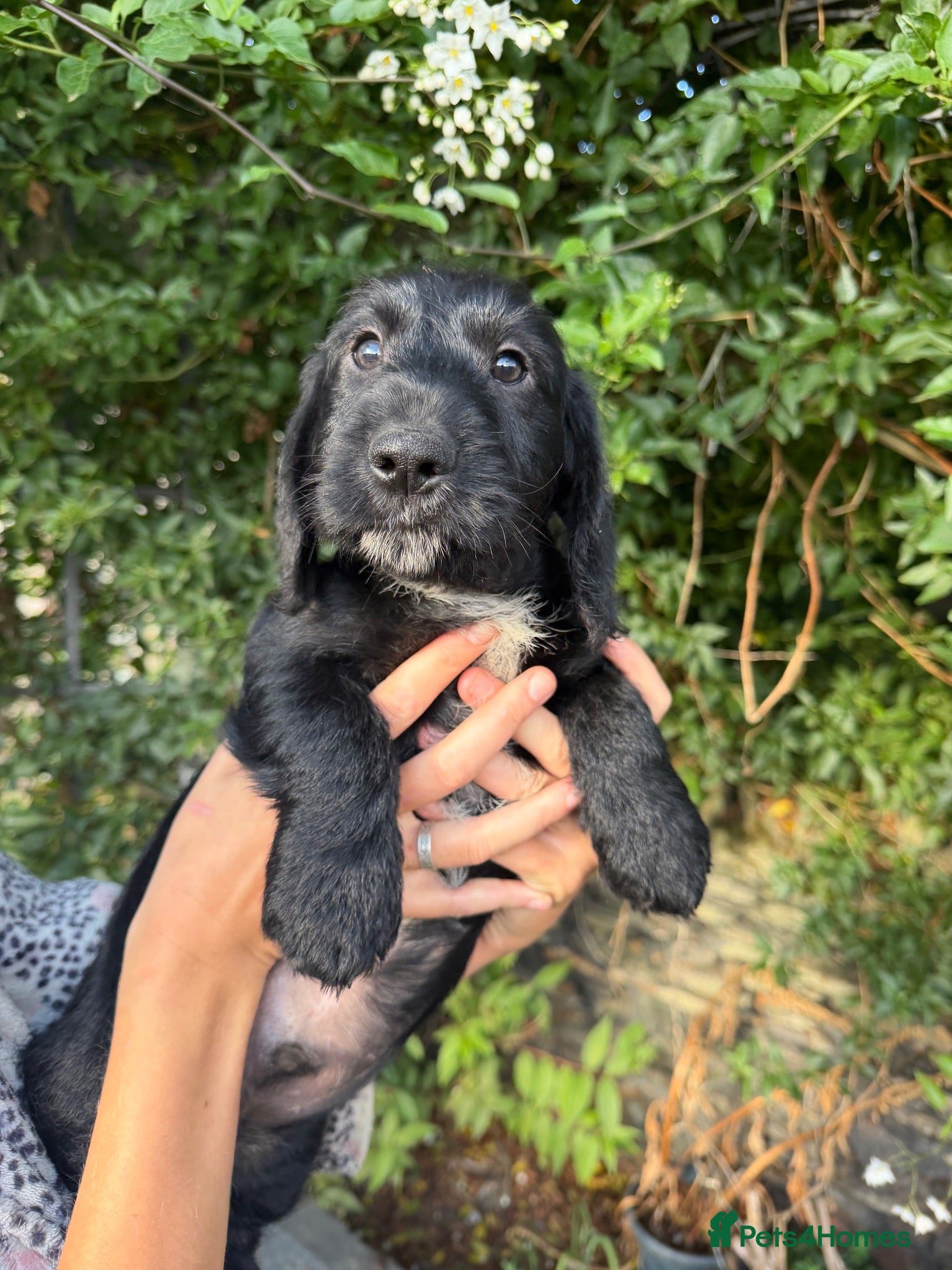 Mixed Breed dogs Docker Puppies  - Advert 7