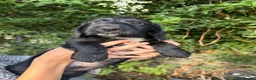 Mixed Breed dogs for sale: Docker Puppies  in Mirfield - Advert 1
