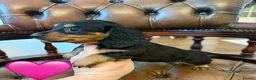 Miniature Dachshund dogs for sale: Beautiful LH & SH Dapples Miniature Dachshund Pups - Advert 16