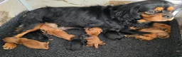 Cavalier King Charles Spaniel dogs for sale: Beautiful  Cavalier  puppies  in Hull - Advert 3