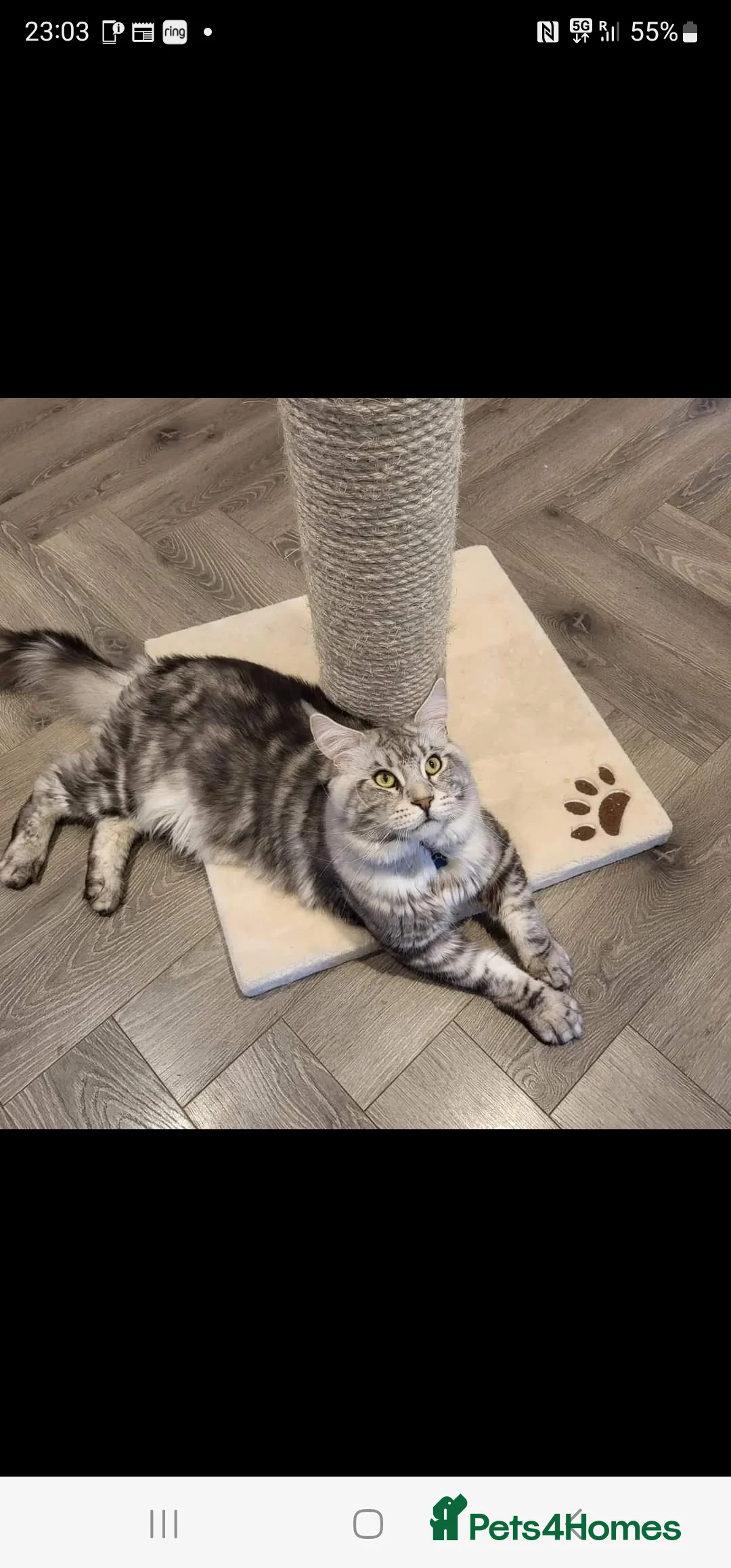 Maine Coon cats for stud: 2 XL Proven Studs 1 of them is a Tica Champion   in Royston - Advert 13