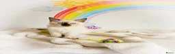 Ragdoll cats for sale: GCCF Registered Ragdoll Kittens - Advert 13