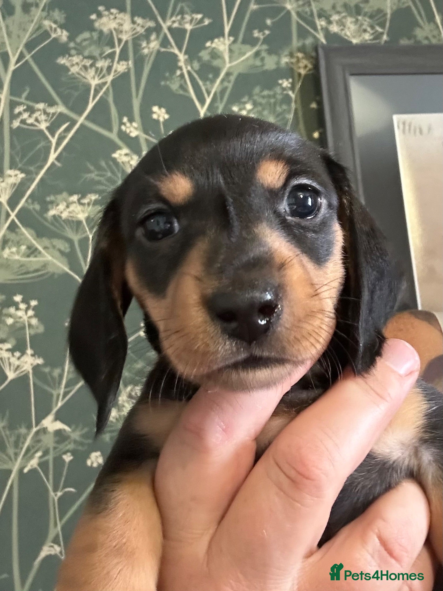 Miniature Dachshund dogs MINIATURE DACHSHUND PUPPIES LAST GIRL AVAILABLE - Advert 15