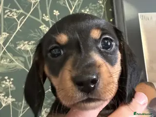 Miniature Dachshund dogs MINIATURE DACHSHUND PUPPIES LAST GIRL AVAILABLE - Advert 15