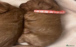 Cockapoo dogs for sale: FOX RED COCKAPOOS ⭐️⭐️ - Image 3