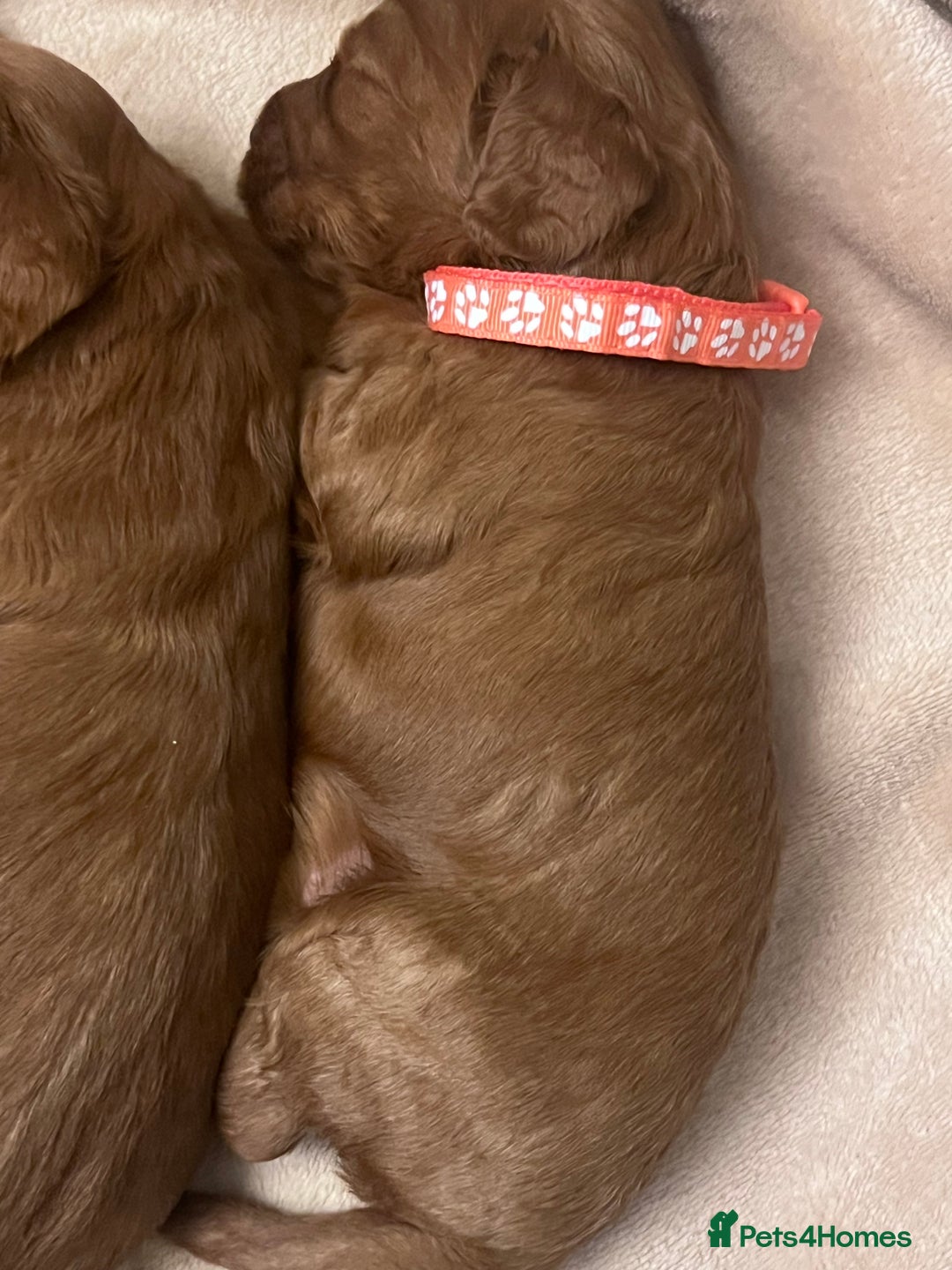 Cockapoo dogs for sale: FOX RED COCKAPOOS ⭐️⭐️ - Image 3