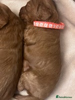 Cockapoo dogs - Advert 12