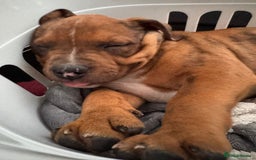 Mixed Breed dogs for sale: Gorgeous boy Ronnie.  - Advert 3