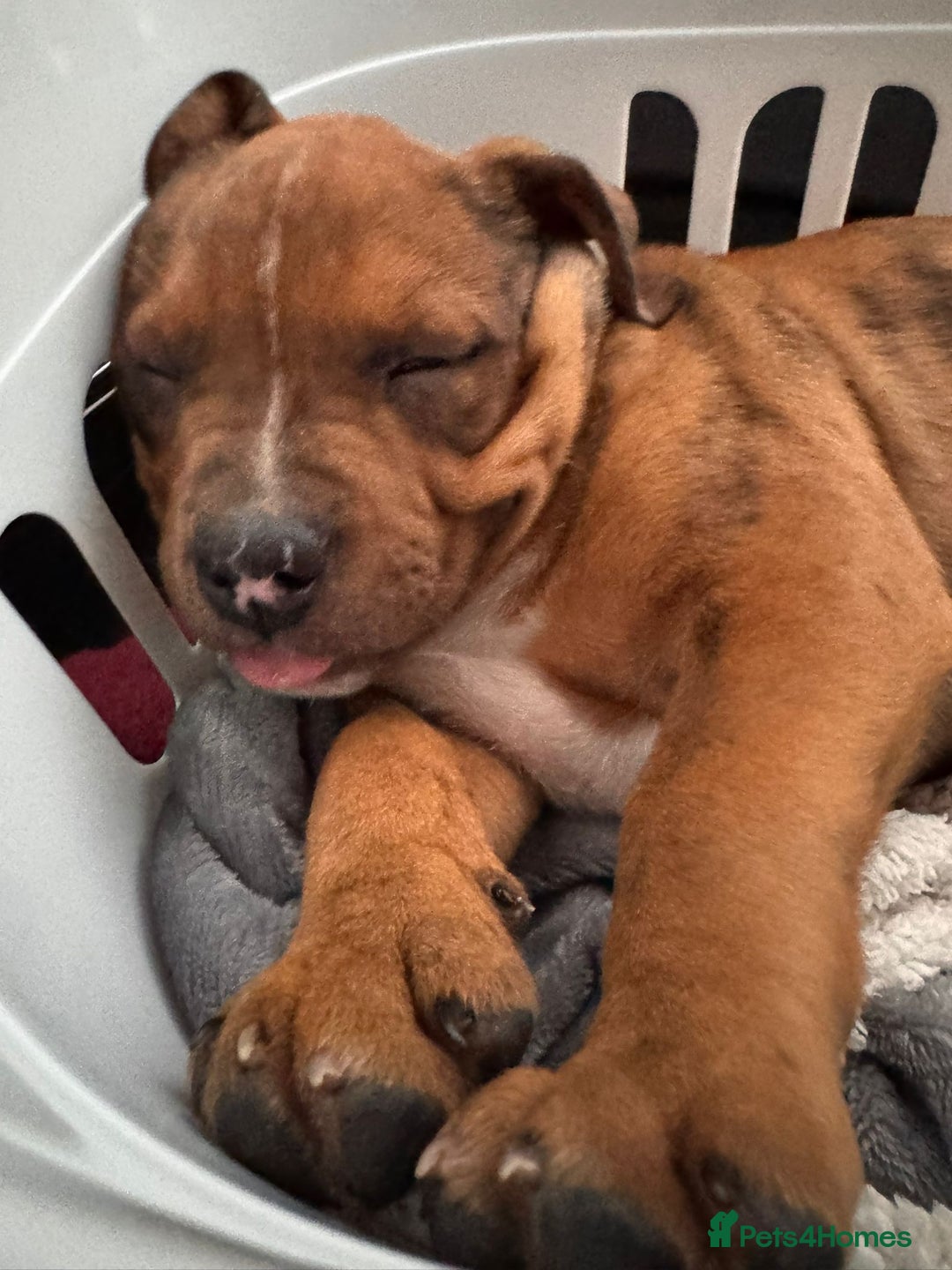 Mixed Breed dogs for sale: Gorgeous boy Ronnie.  - Advert 3