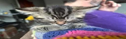 Mixed Breed cats for sale: Cuddly Tabby Kittens – Home Raised - Advert 28