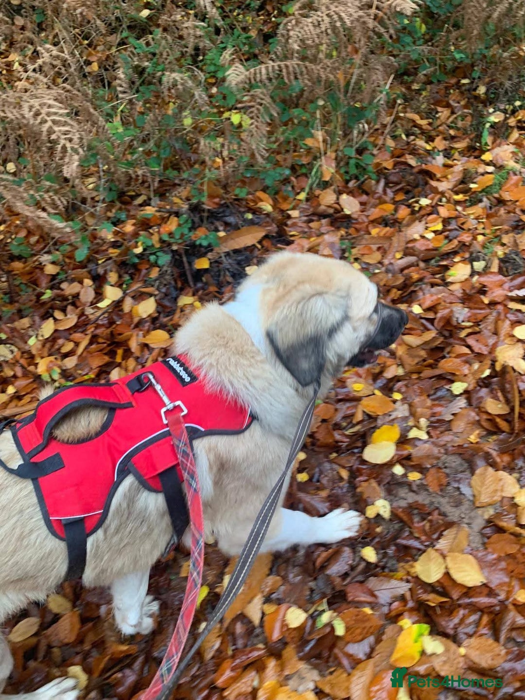 Mixed Breed dogs for adoption: Meet Frosty, currently residing in Gloucester  - Advert 10