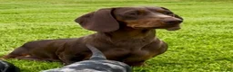 Dachshund dogs for sale: Adorable miniature dachshund puppies  - Advert 6