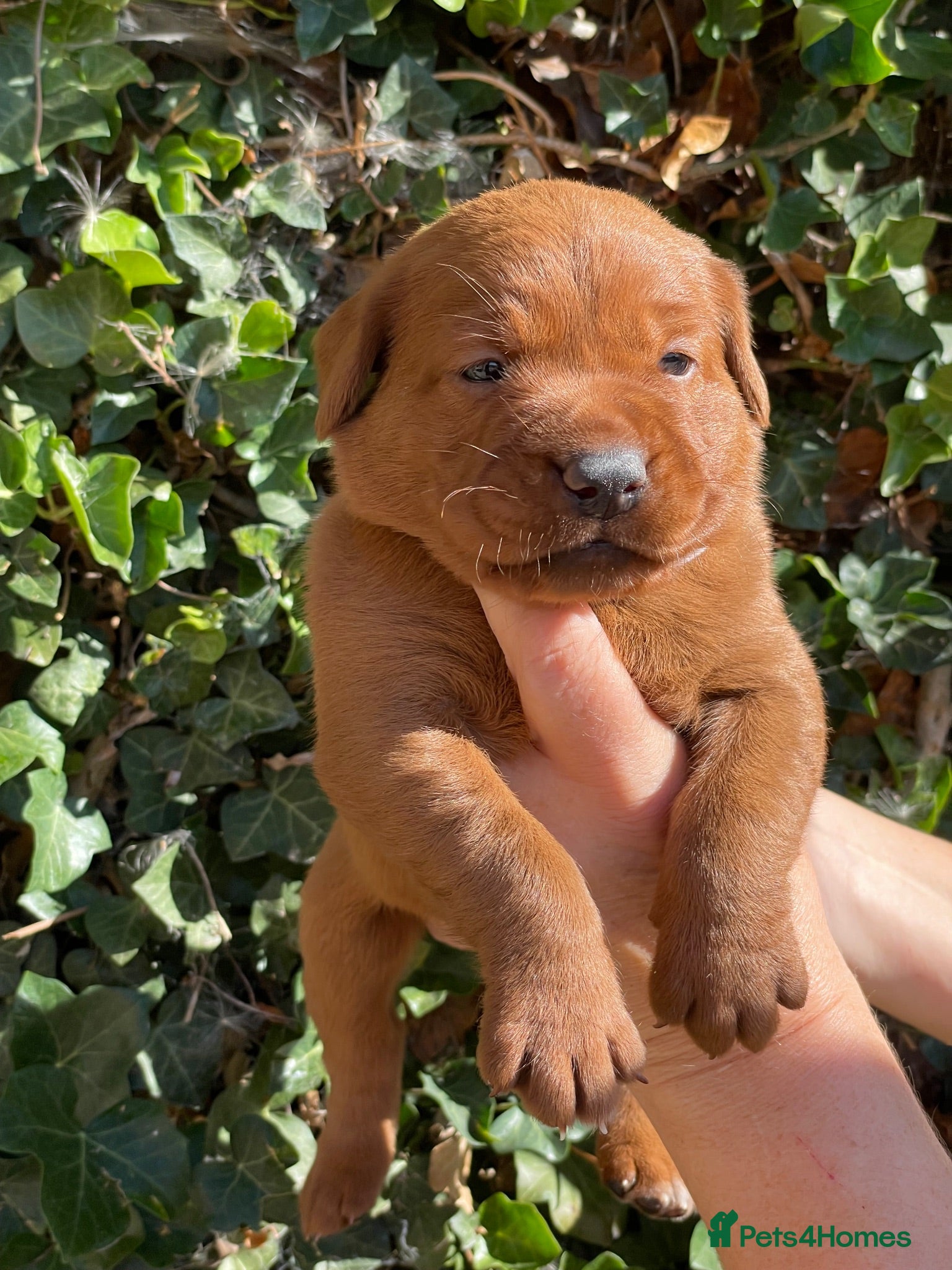 Labrador Retriever dogs Fox Red Labrador Puppies KC registered for sale - Advert 1