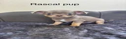 Chihuahua dogs for sale: Lilac KC Reg Chihuahua Stud  - Advert 12