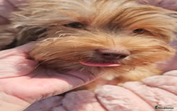 Yorkshire Terrier dogs for sale: 🩵 DNA tested parents 🩵 Chocolate and Tan boy - Image 4