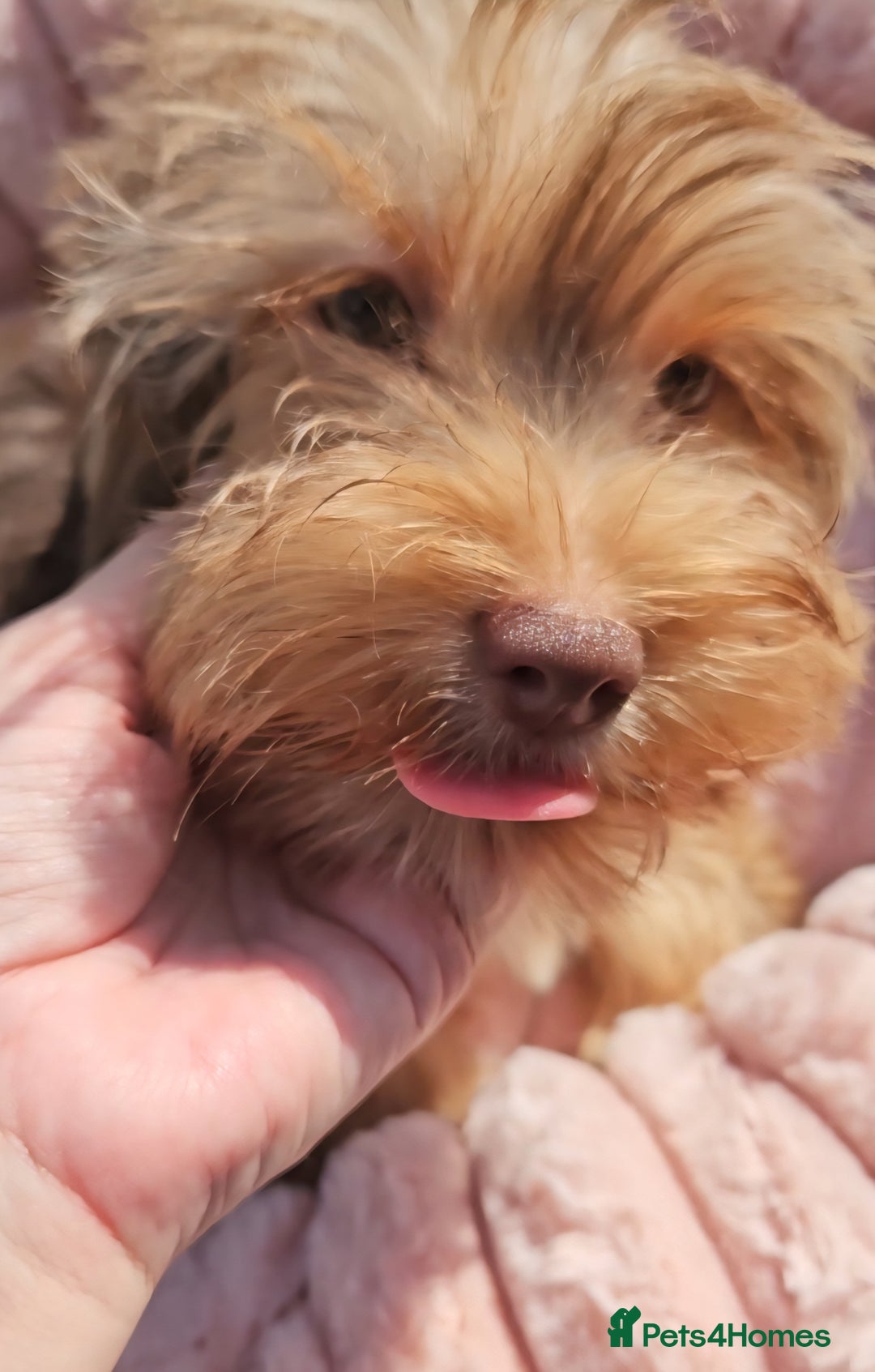 Yorkshire Terrier dogs for sale: 🩵 DNA tested parents 🩵 Chocolate and Tan boy - Image 4