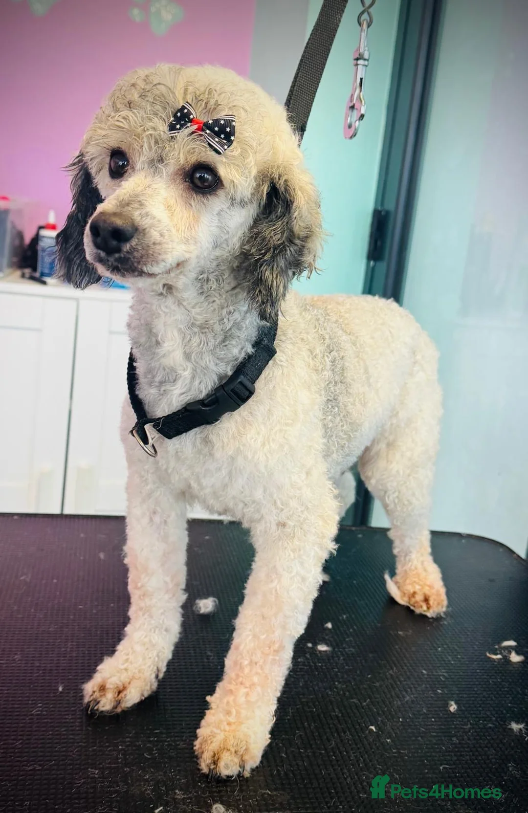 Miniature Poodle dogs for stud: Silver for stud  - Advert 6