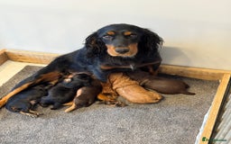 Cocker Spaniel dogs for sale: Cocker Spaniel KC Reg  - Image 10