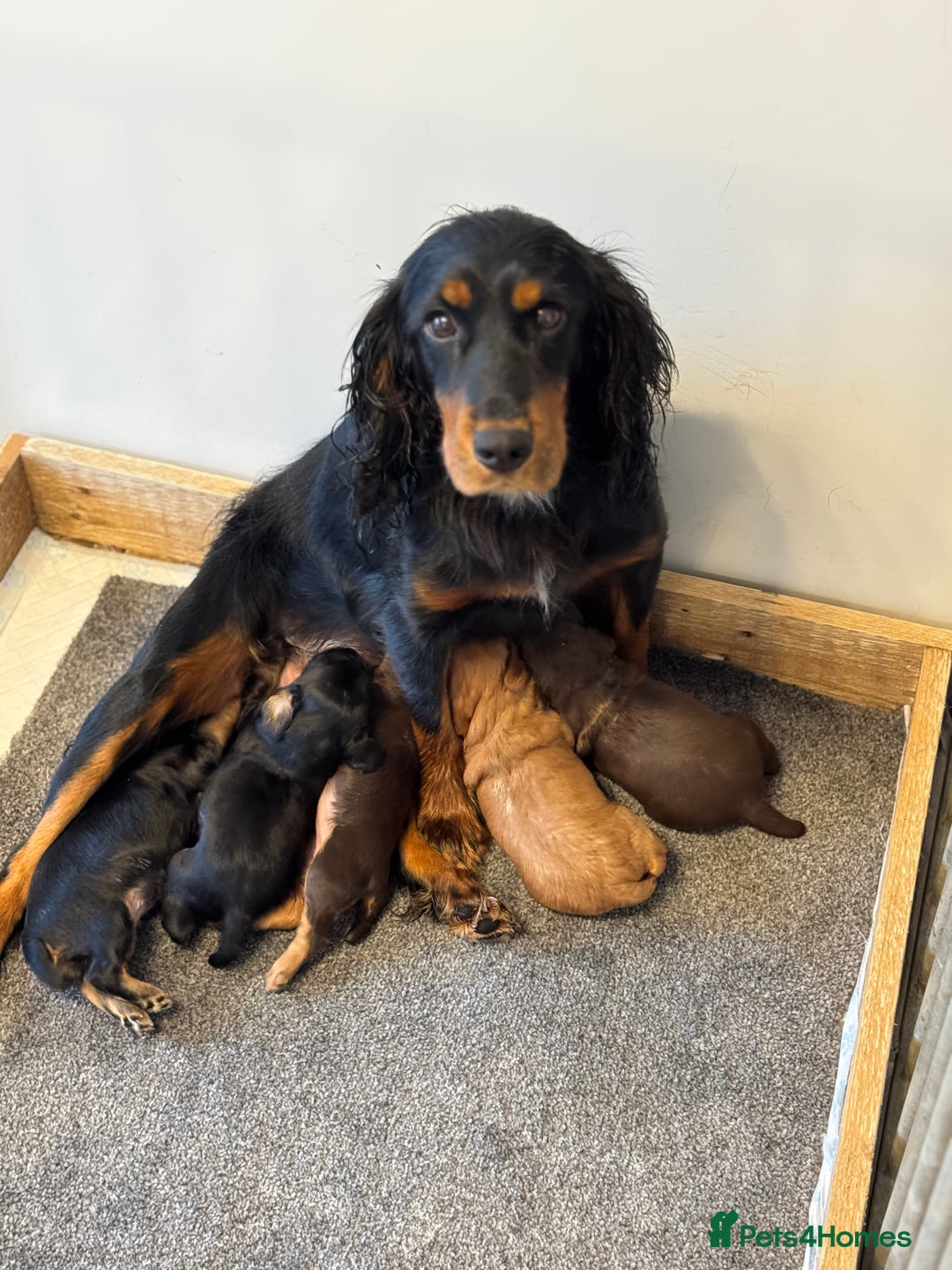 Cocker Spaniel dogs for sale: Cocker Spaniel KC Reg  - Image 10