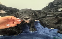 Cockapoo dogs for sale: Beautiful Cockapoo puppies!  - Image 8