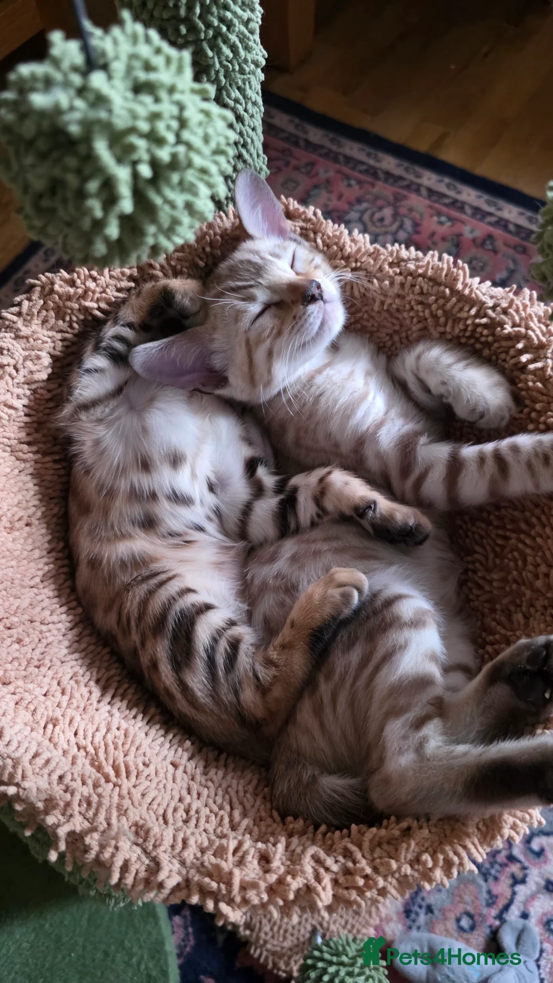 Bengal cats for sale: Beautiful 🐾 5 BENGALPARADISE 🐾 Kittens - Advert 23